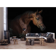 Eine Fototapete mit einem braunen Pferd vor einem schwarzen Hintergrund im Wohnzimmer.
