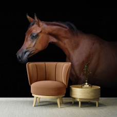 Fototapete mit einem braunen Pferd auf schwarzem Hintergrund im Büro.