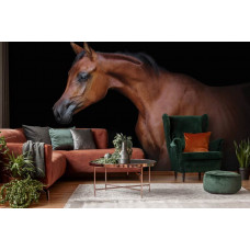 Fototapete mit einem braunen Pferd auf schwarzem Hintergrund im Vliestapetenstil für ein Wohnzimmer.