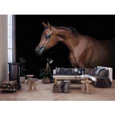 Fototapete mit einem braunen Pferd auf schwarzem Hintergrund im Wohnzimmer.