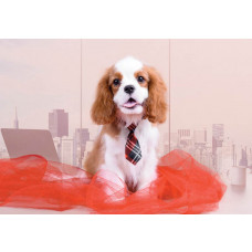 Eine Fototapete mit einem Cavalier King Charles Spaniėl, mit einem Fokus auf das charakteristische Aussehen des Hundes.