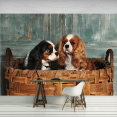 Eine Fototapete mit Cavalier King Charles Spaniels in einem professionellen Büro.