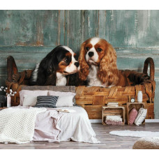 Eine Fototapete mit Cavalier King Charles Spaniels in einem entspannenden Schlafzimmer.