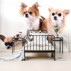 Fototapete von Chihuahua-Hunden in einem fröhlichen Kinderzimmer.