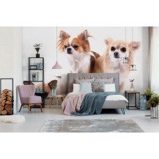 Fototapete von Chihuahua-Hunden in einem gemütlichen Schlafzimmer.