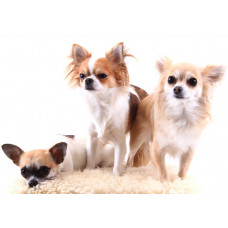 Fototapete eines Chihuahuas mit einer detaillierten Darstellung des Hundes in einer verspielten Pose.