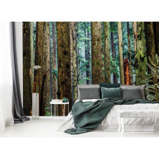 Eine Fototapete eines Kiefernwaldes mit hohen Bäumen und natürlicher Umgebung im Schlafzimmer.