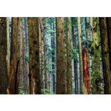 Fototapete eines Kiefernwaldes mit hohen Bäumen, Natur und frischer Luft.