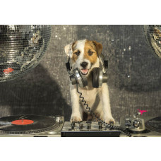 Fototapete mit einem DJ-Hund in der Disco, üppige Farben und lustige Details.