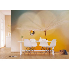 Ein Fototapet von einem Tropfen an einem Löwenzahn am Morgen in einem Büro.