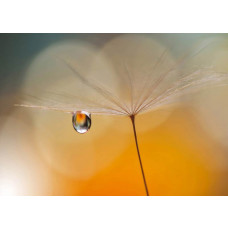 Ein Fototapet von einem Tropfen an einem Löwenzahn am Morgen.