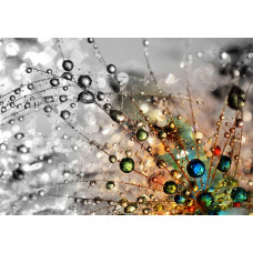 Tropfen auf einer Pusteblume Fototapete, detailliertes florales Design.