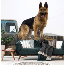 Fototapete mit einem wachsamen Deutschen Schäferhund in einem Wohnzimmer.