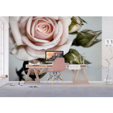 Eine elegante Fototapete mit einer Nahaufnahme einer Rose, die einen raffinierten und romantischen Look in einem Büro bietet.