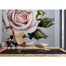 Eine elegante Fototapete mit einer Nahaufnahme einer Rose, die eine weiche und raffinierte Atmosphäre in einem Wohnzimmer schafft.