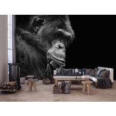 Eine Fototapete mit einem Gorilla im Dschungel für das Wohnzimmer und den Wohnraum.