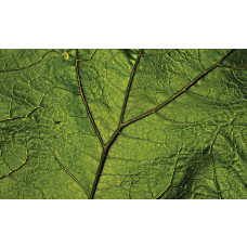 Fototapete grünes Blatt mit natürlichen Akzenten für eine frische Atmosphäre.