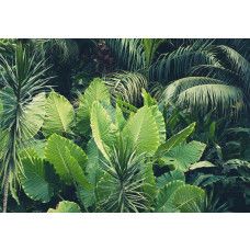 Grüne Blätter und Dschungelpflanzen dominieren diese Fototapete, mit einem üppigen und natürlichen Look.