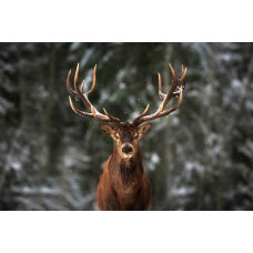 Fototapete eines großen Hirsches mit eindrucksvollem Geweih, stehend in einem Wald umgeben von Bäumen.
