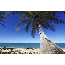 Fototapete mit einer großen Palme, die sich über das Meer beugt, mit einer tropischen Strandumgebung im Hintergrund.