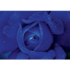 Himmelblaue Rose auf Fototapete, weich und anspruchsvoll.