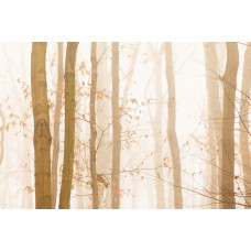 Fototapete mit einem Herbstwald im Nebel, in dem die Bäume ihre bunten Blätter zeigen und der Nebel den Wald bedeckt.