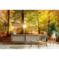 Fototapete Herbstwald mit Sonnenstrahlen in einem Wohnzimmer mit hellem Sonnenlicht zwischen hohen Bäumen.