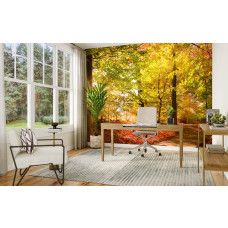 Fototapete Herbstwald mit Sonnenstrahlen in einem Büro mit inspirierendem Wald und Lichtspiel.