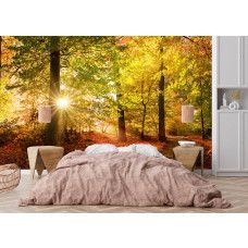 Fototapete Herbstwald mit Sonnenstrahlen in einem Schlafzimmer mit ruhigem Wald und sanftem Sonnenlicht.