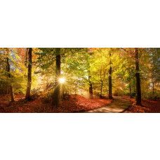 Fototapete Herbstwald mit Sonnenstrahlen und goldfarbenen Blättern entlang eines Waldwegs.