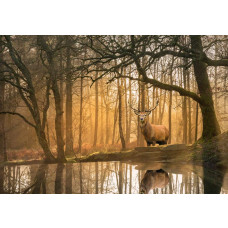 Fototapete von einem Hirsch am Waldrand mit einem Hirsch in einem idyllischen Wald und einem ruhigen See im Vordergrund.