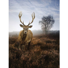 Fototapete von einem Reh in einer nebligen Wiese, Natur und Landschaft.