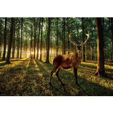 Fototapete von einem Reh in einem sonnigen Wald mit Bäumen und Tieren.