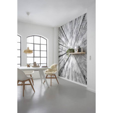 Eine Fototapete mit einer Waldlandschaft mit majestätischen Bäumen, perfekt für das Wohnzimmer.