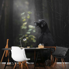 Eine Fototapete von einem Hund im Wald mit Bäumen auf dem Display in einem Büro.