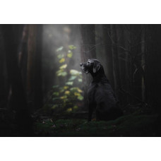 Fototapete von einem Hund im Wald umgeben von Bäumen und Natur.