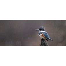 Fototapete eisvogel im regen mit einem farbenprächtigen eisvogel auf einem felsen während eines sanften regenschauers.