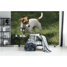 Eine Fototapete eines verspielten Jack Russell Hundes in einem Kinderzimmer.