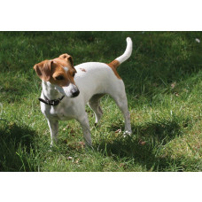 Fototapete eines Jack Russell Hundes, mit einer verspielten und lebendigen Darstellung des Tieres.