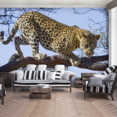 Fototapete mit Jaguar, Leopard, Panther und Gepard in einem kraftvollen Design für ein Wohnzimmer.