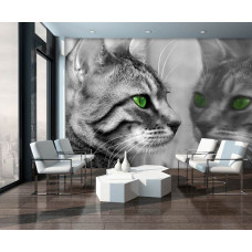 Fototapete einer Katze, die neugierig vor einem Spiegel in einem Geschäftsraum sitzt.