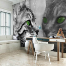 Fototapete einer Katze, die vor einem Spiegel in einem Büroraum sitzt.