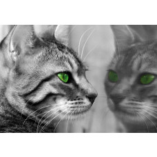 Fototapete einer Katze, die sich selbst vor einem Spiegel betrachtet, mit einem verspielten und neugierigen Blick.