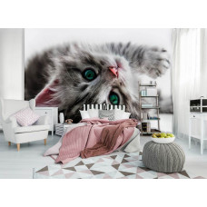 Eine Fototapete mit einer Nahaufnahme einer grünäugigen Katze.