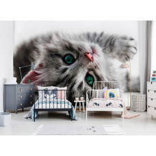 Eine Fototapete mit einer grünäugigen Katze in einem fröhlichen Babyzimmer.