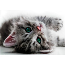 Grünäugige Katze, anschaulich dargestellt auf einer Fototapete, die die Natur zum Leben erweckt.