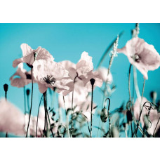 Eine Fototapete mit Mohnblumen.