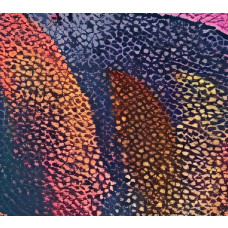 Ein vergrößertes Foto der Fototapete mit einem farbenfrohen Blätterdach aus tropischen Blättern in verschiedenen Formen und Schattierungen.