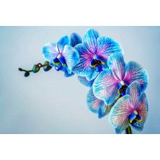 Bunte Orchideen in voller Blüte, attraktiv dargestellt auf einer detaillierten Fototapete.