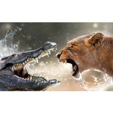 Fototapete mit einem Krokodil und einer Löwin, naturgetreu und kraftvoll.